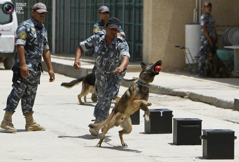 IRAQ-VIOLENCE/DOGS